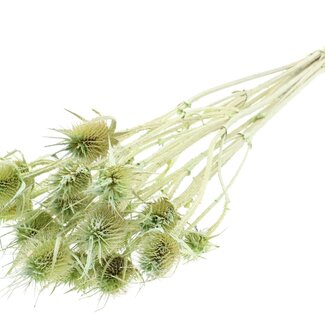 QC Pearl Mint green Dried Thistles | Cardistella Dried Flowers | Length ± 55 centimetre | 10 stems per bunch | Per bunch