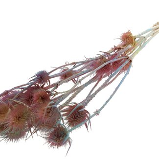 QC Mixed Colours Pink Bleached Dried Thistles | Cardistella Dried Flowers | Length ± 70 centimeter | 5 stems per bunch | Per bunch