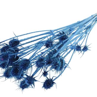 QC Pearl Blue Dried Thistles | Cardistella Dried Flowers | Length ± 55 centimeter | 10 stems per bunch | Per bunch