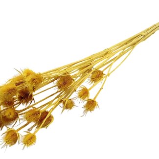 QC Yellow Bleached Dried Thistles | Cardistella Dried Flowers | Length ± 70 centimeter | 5 branches per bunch | Per bunch