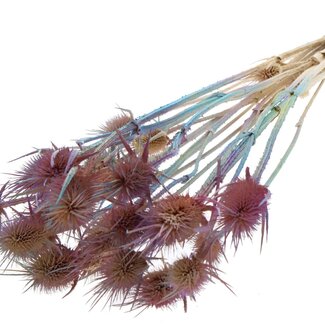 QC Mixed Colours Pink Bleached Dried Thistles | Cardistella Dried Flowers | Length ± 55 centimetre | 10 stems per bunch | Per bunch