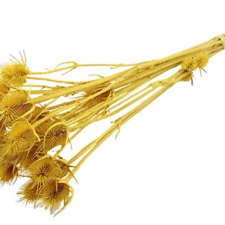 QC Yellow Bleached Dried Thistles | Cardistella Dried Flowers | Length ± 55 centimetre | 10 stems per bunch | Per bunch