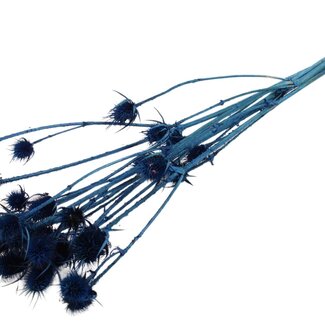 QC Dark Blue Bleached Dried Thistles | Cardistella Dried Flowers | Length ± 70 centimeter | 5 Stems per Bunch | Per Bunch