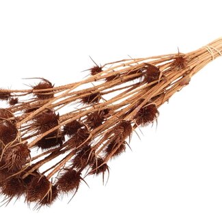 QC Brown Bleached Dried Thistles | Cardistella Dried Flowers | Length ± 55 centimeter | 10 stems per bunch | Per bunch