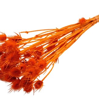 QC Orange Bleached Dried Thistles | Cardistella Dried Flowers | Length ± 55 centimeter | 10 stems per bunch | Per bunch