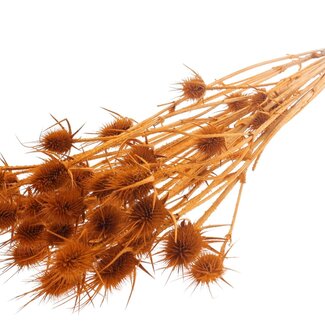 QC Terracotta Bleached Dried Thistles | Cardistella Dried Flowers | Length ± 55 centimetre | 10 stems per bunch | Per bunch