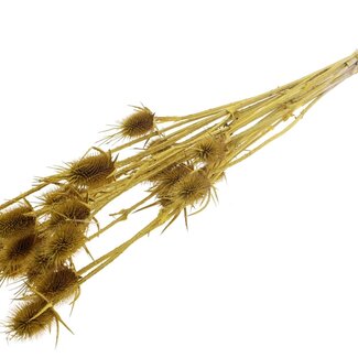 QC Metallic Yellow Bleached Dried Thistles | Cardistella Dried Flowers | Length ± 70 centimeter | 5 stems per bunch | Per bunch