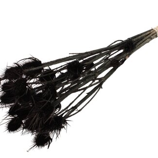 QC Black Bleached Dried Thistles | Cardistella Dried flowers | Length ± 55 centimeter | 10 stems per bunch | Per bunch