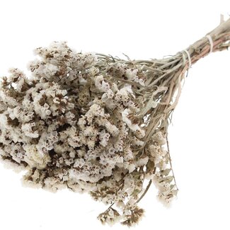 QC Natural White Dried Statice | Statice Dried Flowers | Length ± 45 centimetre | Per bunch