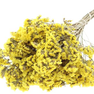 QC Natural Yellow Statice Sinuata dried flowers | Length ± 45 centimetre | Dried Statice | Per bunch