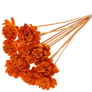 QC Orange Shola Rose on stem | Rose diameter 6 centimetre | Sola New Beauty Rose | Stem pick length ± 50 centimetre | Per 10 stem picks