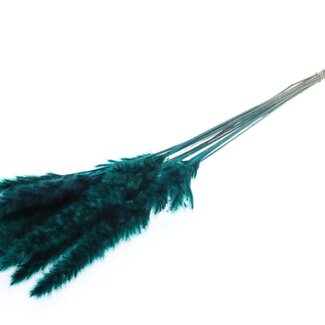 QC Getrocknete Pampasplumen | Farbe: Türkis | Länge 70 centimeter | Pampasgras Trockenblumen | 10 Plumen pro Bund | Pro Bund