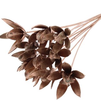 QC Wild Lily seed pod on stick | Colour: Copper-coloured | Length stem pick ± 50 centimetre | Per 10 stem picks