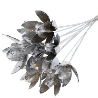 QC Wild Lily seed pod on stem | Colour: Silver-coloured | Length stem pick ± 50 centimetre | Per 10 stem picks