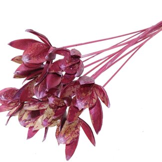 QC Wild Lily seed pod on stem | Colour: Metallic Pink | Length stem pick ± 50 centimeter | Per 10 stem picks