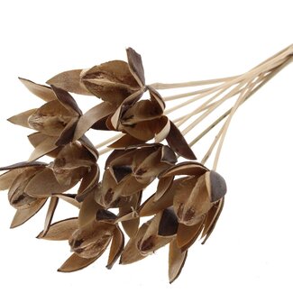 QC Wild Lily seed pod on stem | Colour: Natural Brown | Length stem pick ± 50 centimetre | Per 10 stem picks