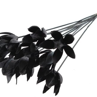QC Wild Lily seedpod on stake | Colour: Black | Length stake ± 50 centimetre | Per 10 stakes