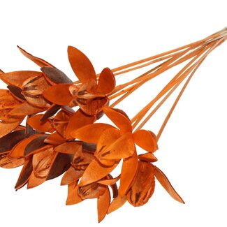 QC Wild Lily seed pod on stake | Colour: Orange | Length stem pick ± 50 centimeter | Per 10 stem picks
