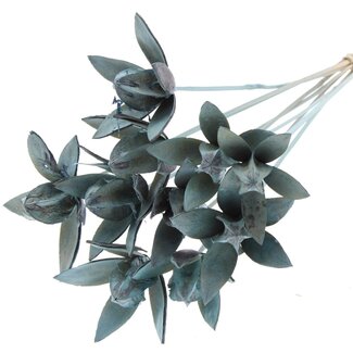 QC Wild Lily seedpod on stick | Colour: Frosted Light Blue | Length pick ± 50 centimeter | Per 10 picks
