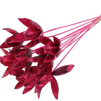 QC Wild Lily seed pod on stem | Colour: Cherry-coloured | Length stem pick ± 50 centimeter | Per 10 stem picks