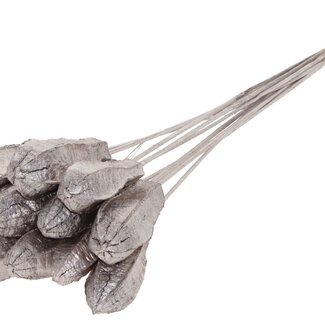 QC Mahogany seed pod on stem | Colour: Champagne-coloured | Swietenia Mahagoni dried fruit stem pick | Stem pick length ± 50 centimetre | 10 stem picks per bunch