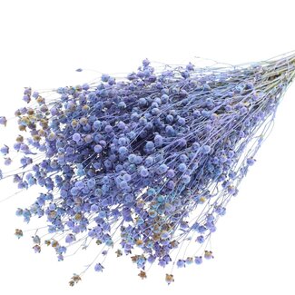 QC Dried Lino flax | Colour: Multicoloured Light Blue | Linum Dried Flowers | Length ± 50 centimeter | Weight 150 gram | Per bunch