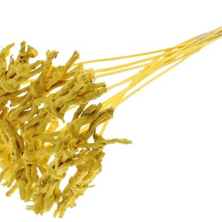QC Decorative Coco Rose posy on stick | Colour: Yellow | Coco Rose posy pick | Pick length ± 50 centimetre | 10 picks per bunch