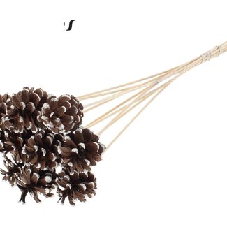 QC Pinecone on stick | Colour: Brown with platinum-coloured tip | Diameter 5 - 7 centimeter | Length ± 50 centimeter | 10 picks per bunch