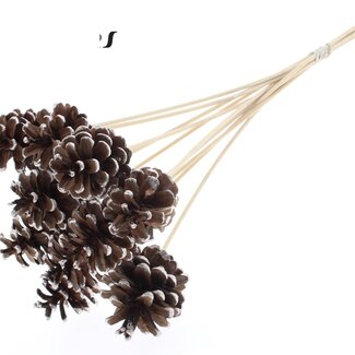QC Pinecone on stick | Colour: Brown with champagne-coloured tip | Diameter 5 - 7 centimetre | Length ± 50 centimetre | 10 picks per bunch