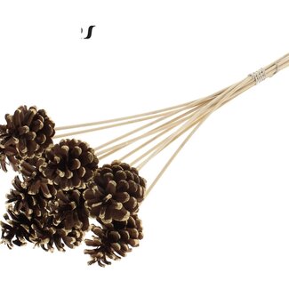 QC Pinecone on stick | Colour: Brown with Antique Gold-coloured Tipped | Diameter 5 - 7 centimeter | Length ± 50 centimeter | 10 picks per bunch