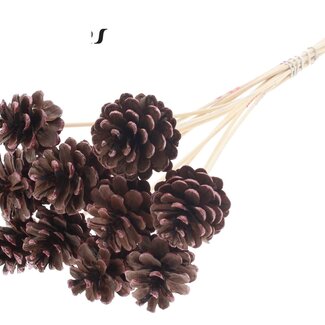 QC Pinecone on stick | Colour: Brown with Metallic Red tipped | Diameter 5 - 7 centimeter | Length ± 50 centimeter | 10 picks per bunch