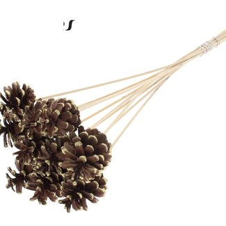 QC Pinecone on stick | Colour: Brown with gold-coloured pointed tip | Diameter 5 - 7 centimeter | Length ± 50 centimeter | 10 picks per bunch