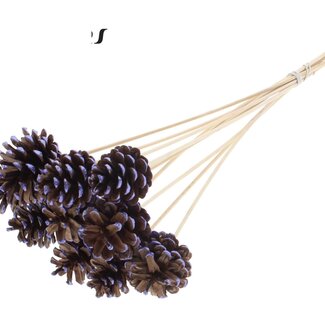 QC Pine cone on stick | Colour: Brown with Metallic Purple Pointed | Diameter 5 - 7 centimetre | Length ± 50 centimetre | 10 picks per bunch