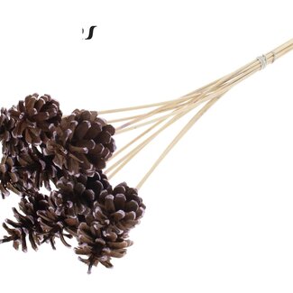 QC Pinecone on stick | Colour: Brown with Metallic Pink Pointed | Diameter 5 - 7 centimetre | Length ± 50 centimetre | 10 picks per bunch