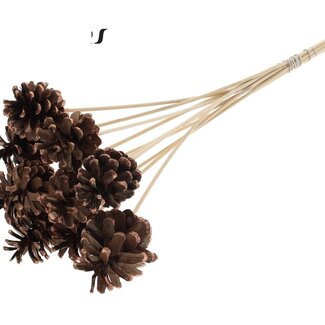 QC Pine cone on stick | Colour: Brown with copper-coloured tip | Diameter 5 - 7 centimetre | Length ± 50 centimetre | 10 picks per bunch