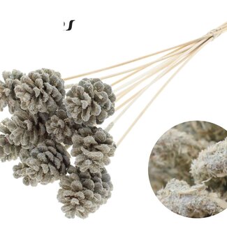 QC Pine cone on stick | Colour: Sawdust cream-coloured | Diameter 5 - 7 centimetre | Length ± 50 centimetre | 10 picks per bunch