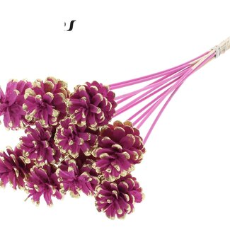 QC Pinecone on stick | Colour: Cherry-coloured and Gold-coloured Pointed | Diameter 5 - 7 centimeter | Length ± 50 centimeter | 10 picks per bunch