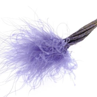 QC Dried Stipa Feather Grass | Colour: Milky purple | Stypha Penata Dried Flowers | Length ± 60 centimetre | 10 plumes per bunch | Per bunch