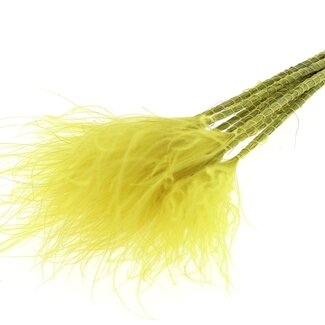 QC Dried Stipa Feather grass | Colour: Yellow | Stypha Penata Dried flowers | Length ± 60 centimeter | 10 plumes per bunch | Per bunch