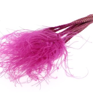 QC Dried Stipa feathergrass | Colour: Lilac-coloured | Stypha Penata dried flowers | Length ± 60 centimetre | 10 small plumes per bunch | Per bunch