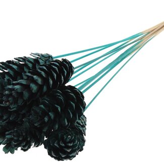 QC Strobus Pine cone on stick | Colour: Turquoise | Pine cone pick | Length ± 50 centimetre | 10 picks per bunch