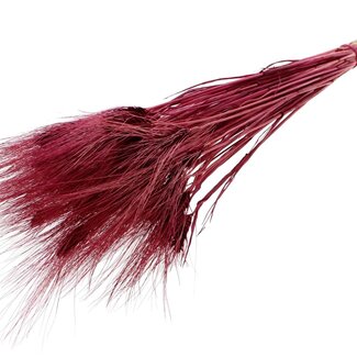 QC Dried Bleached Bearded Wheat | Colour: Bordeaux red | Triticum Beard Dried flowers | Length ± 70 centimetre | Weight 150 gram | Per bunch