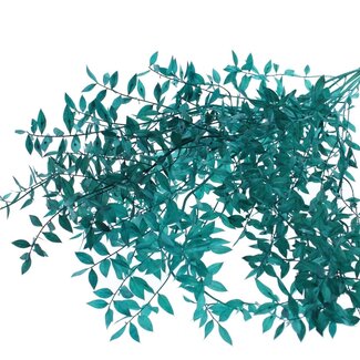 QC Dried Ruscus | Colour: Turquoise | Ruscus Dried Flowers | Length ± 70 centimetre | 10 stems per bunch | Per bunch