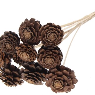 QC Half Pine Cone on stick | Colour: Natural Brown | Diameter 5 - 7 centimetre | Length ± 50 centimetre | 10 picks per bunch
