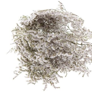 QC Getrocknete Strand-Limonium | Farbe: Natuurlijk Weiß | Limonium Tataricum Trockenblumen | Länge ± 30 cm | Gewicht 45 gram | Pro Bund