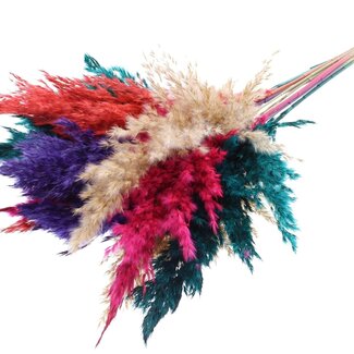 QC Dried Pampas Plumes “Colourful 4” | Colour: Mixed Colours | Pampas Dried Flowers | Length ± 70 centimetre | 10 plumes per bunch | Per bunch