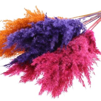 QC Getrocknete Pampaswedel “Sunset Vibes Mix” | Farbe: Gemischte Farben | Pampas Trockenblumen | Länge ± 70 centimeter | 10 Wedel pro Bund | Pro Bund