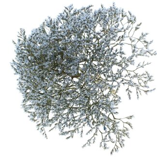 QC Getrocknete Meerlavendel | Farbe: Hellblau | Limonium Tataricum Trockenblumen | Länge ± 30 cm | Gewicht 45 gram | Pro Bund