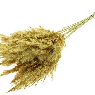 QC Dried Pampas Plumes | Colour: Dark yellow | Pampas Dried Flowers | Length ± 70 centimetre | 10 plumes per bunch | Per bunch