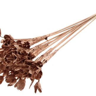 QC Bakuli on stick | Colour: Copper-coloured | Beechnut Seed Capsule Pick | Length ± 50 centimetre | 10 picks per bunch | Per bunch